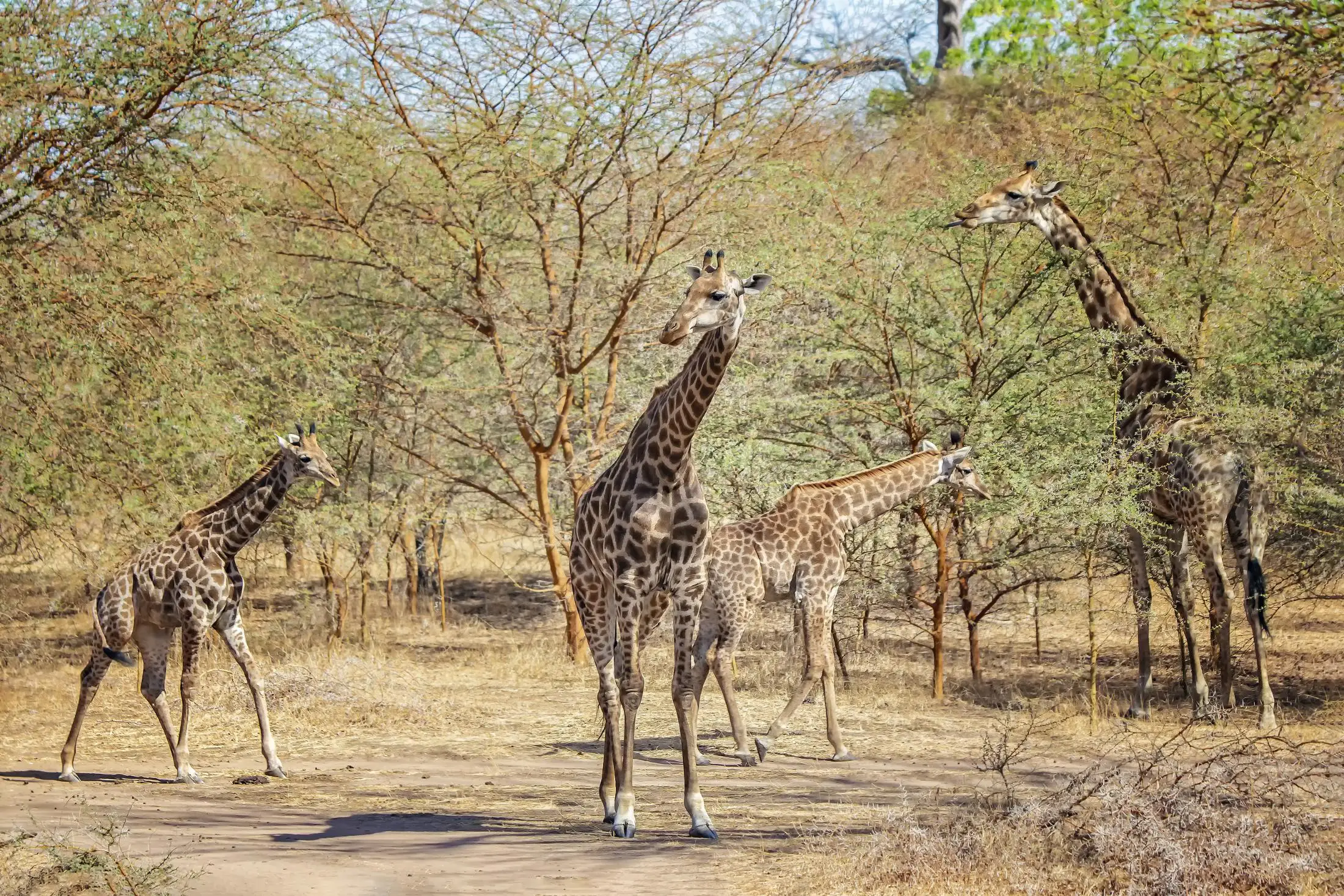 Jirafas en la Reserva de Bandia (Senegal)