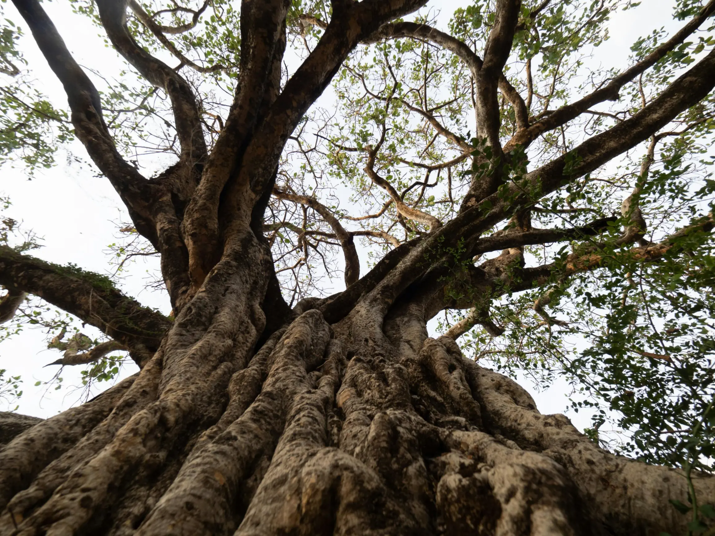 Gran Baobab Sacrée de Senegal