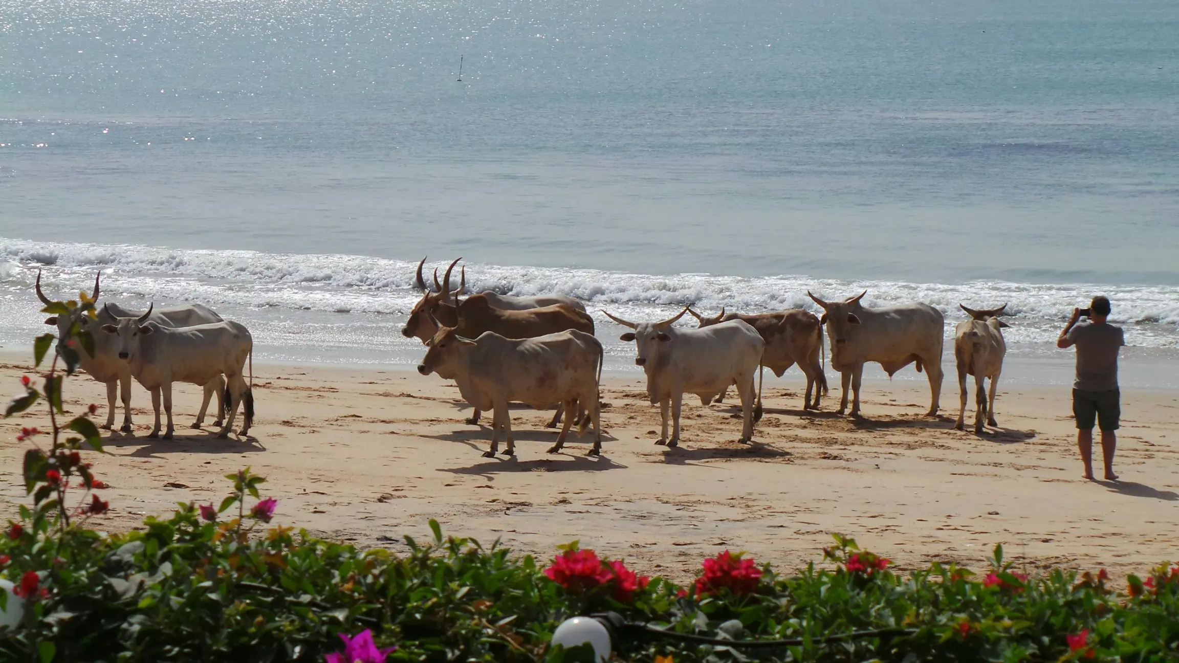 Vacas en las playas de Cap Skiring en la Casamance