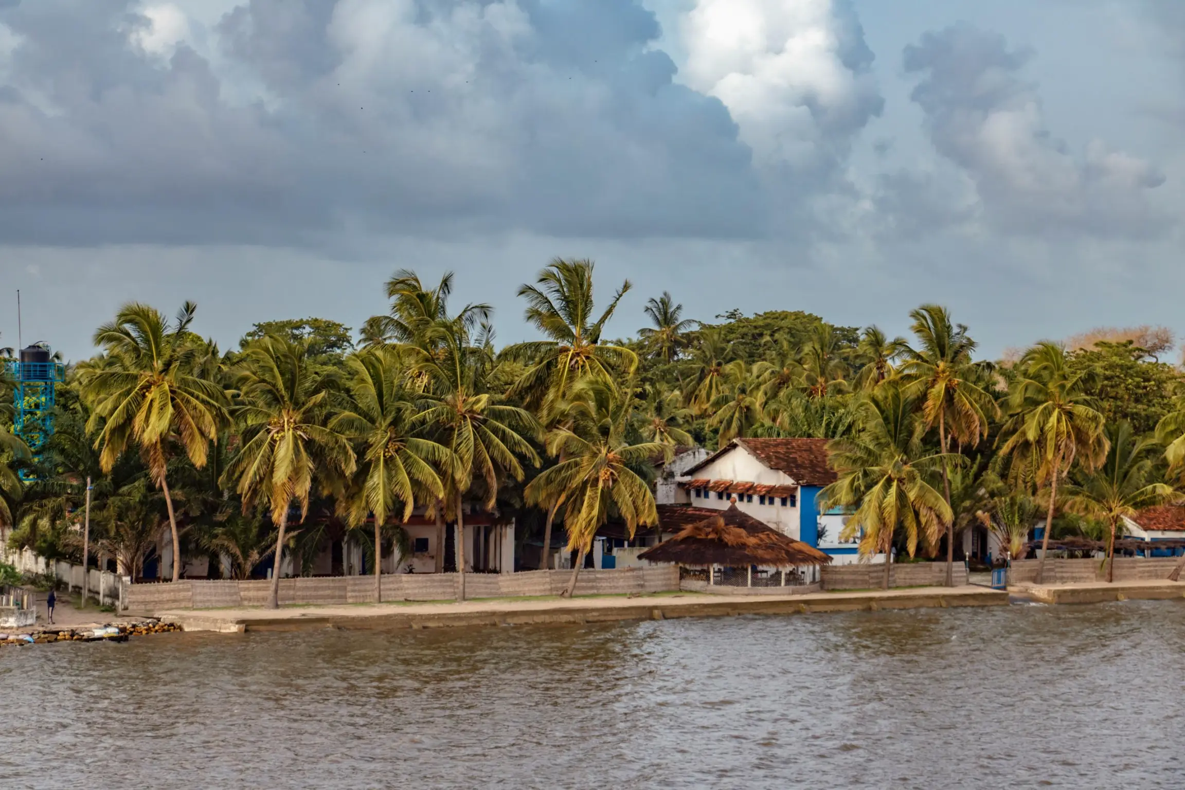 Palmeras de la Isla de Carabane (Casamance)