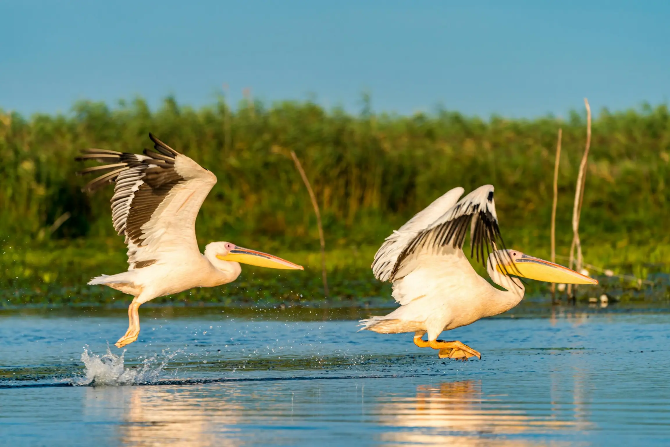 Pelícanos en el Parque Nacional de las Aves de Djoudj