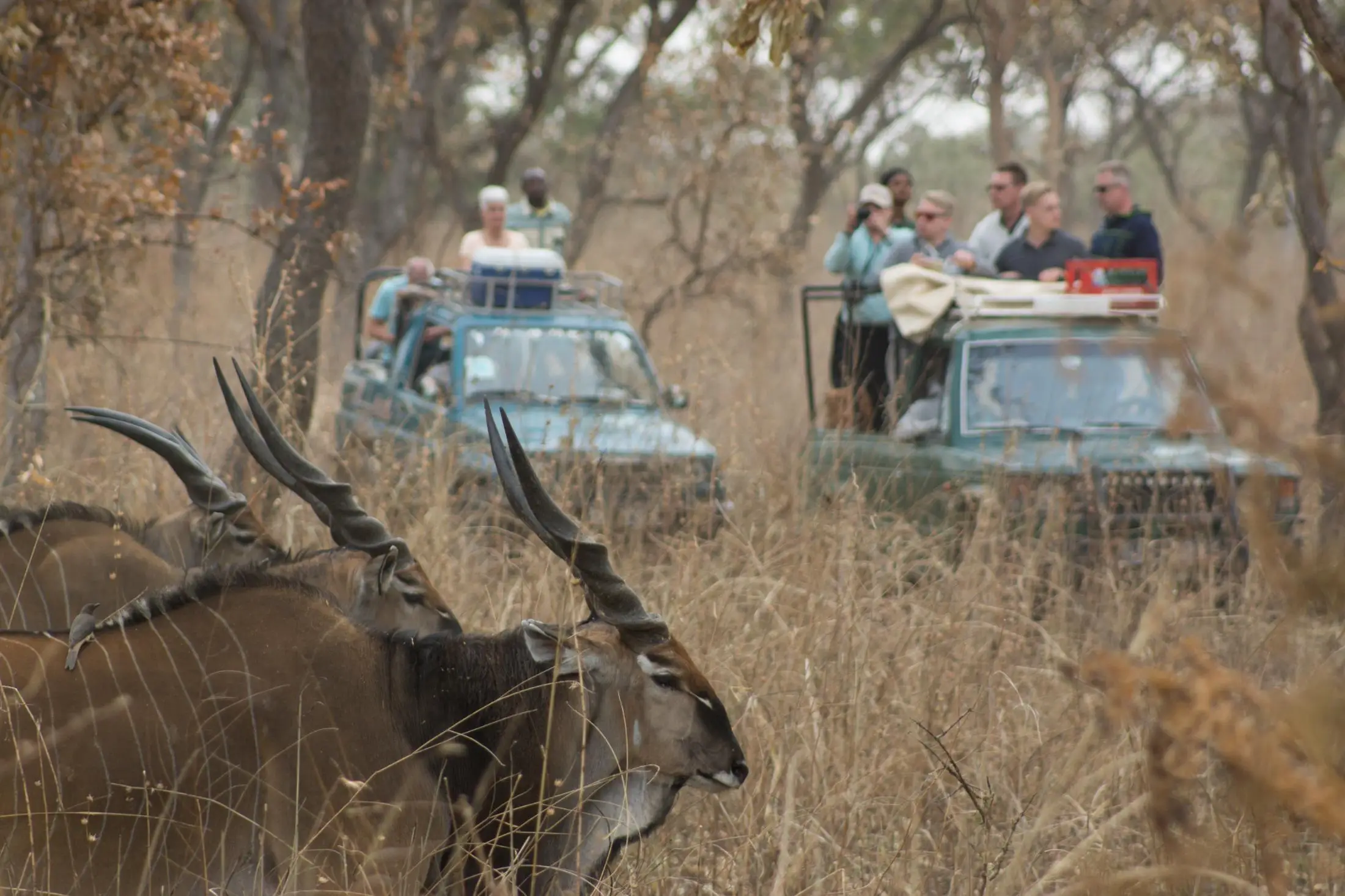 Safari en la reserva de Fathala en Senegal
