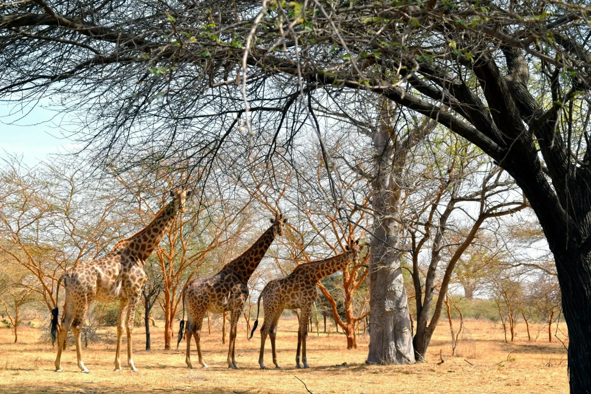 Jirafas en la Reserva de Fathala (Senegal)
