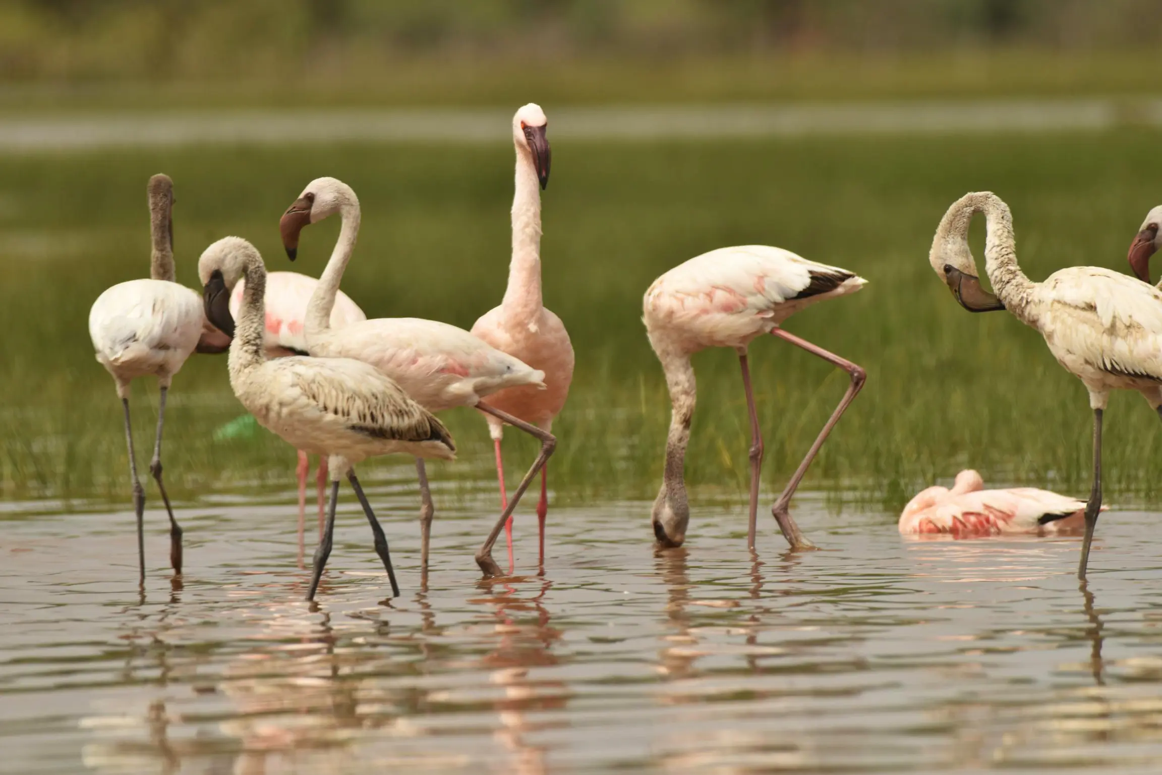 Flamencos en la Langue de Barbarie