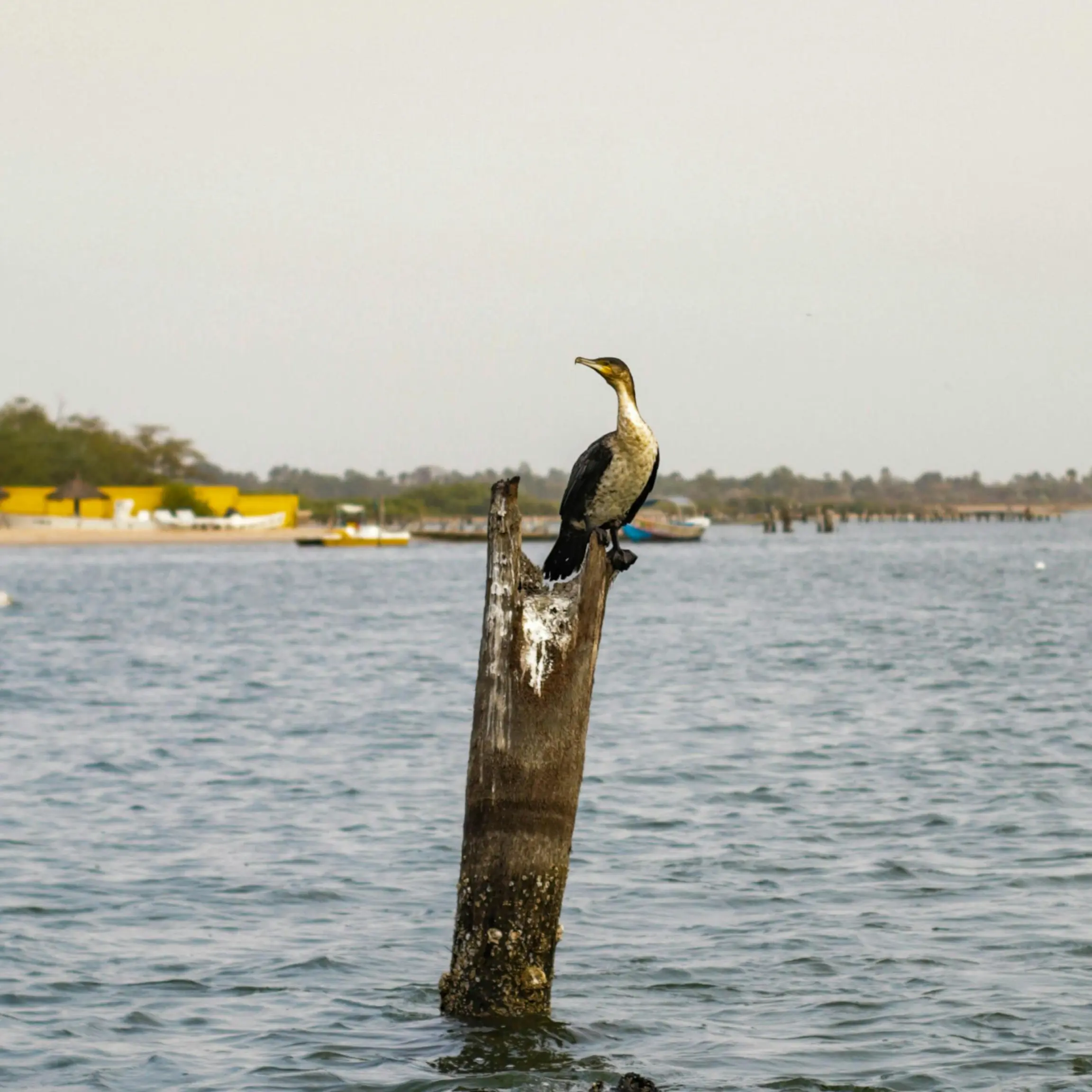 Ave en Mar Lodj - Sine Saloum