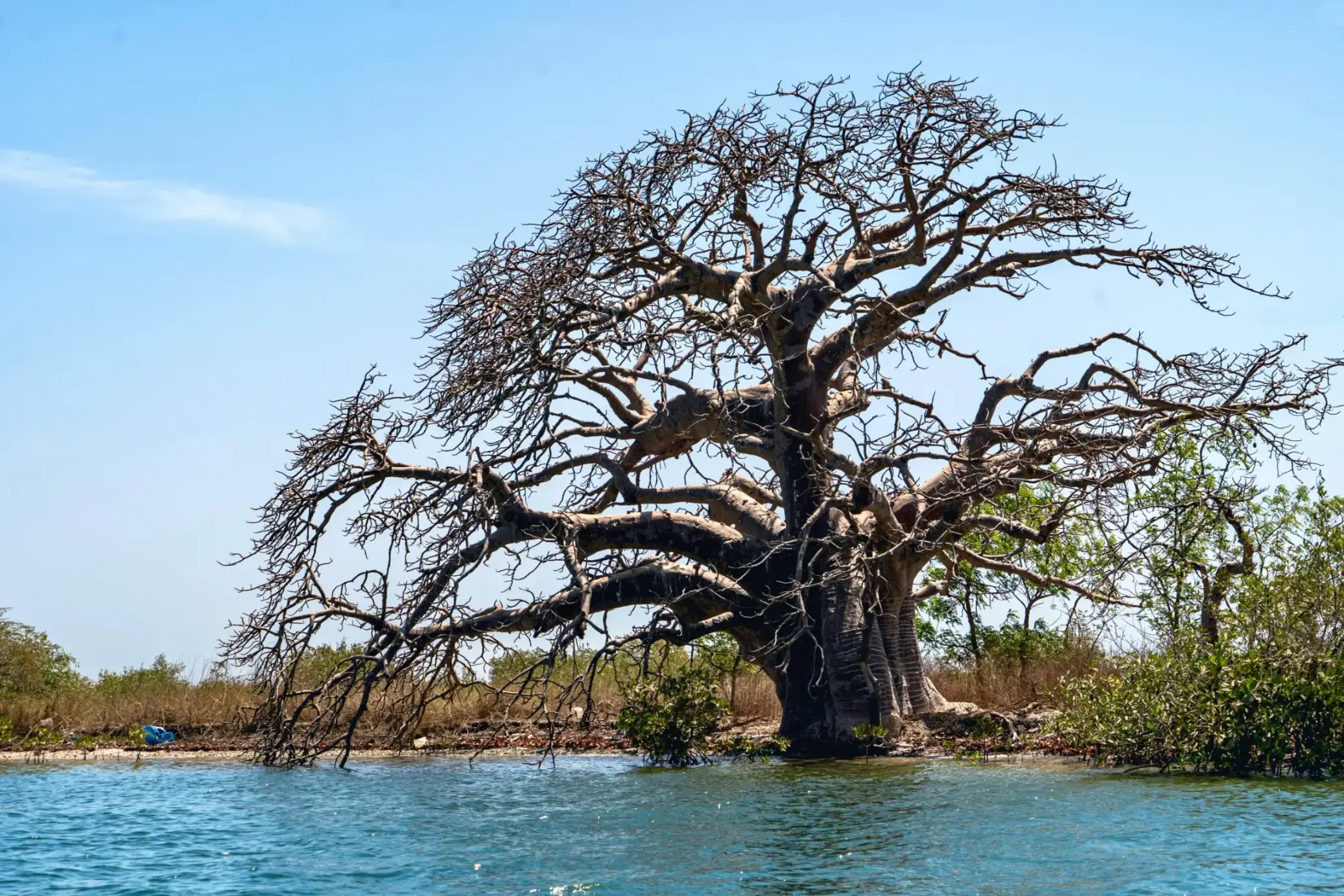 Gran baobab en Ndangane (Sine Saloum)