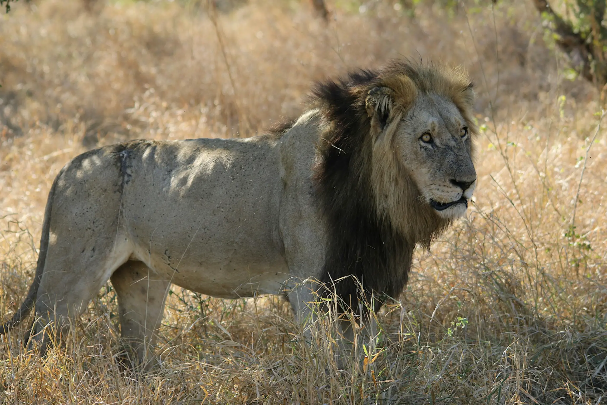 León en el Ranch de Bandia (Bandia Lion Senegal)