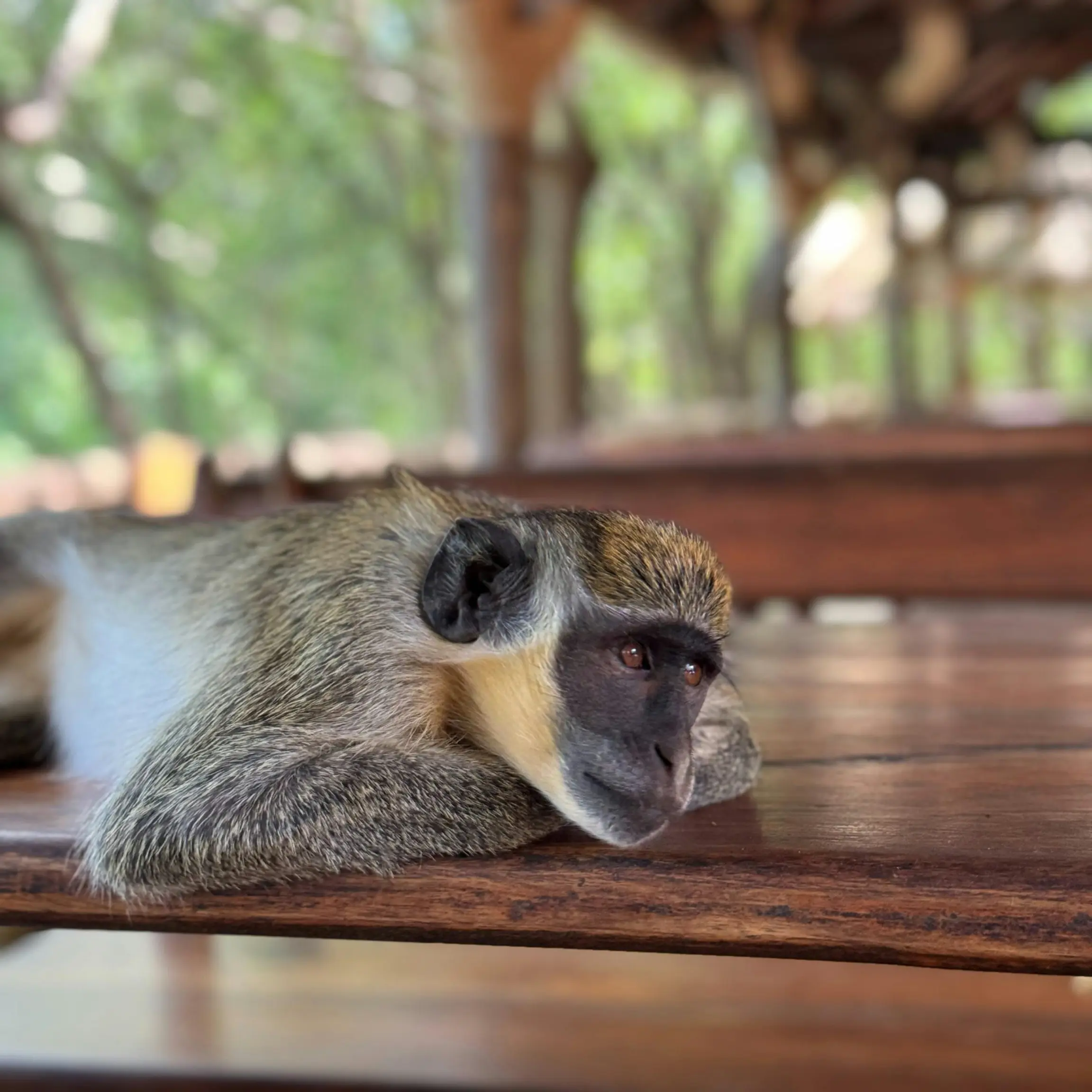 Mono en la Reserva de Bandia