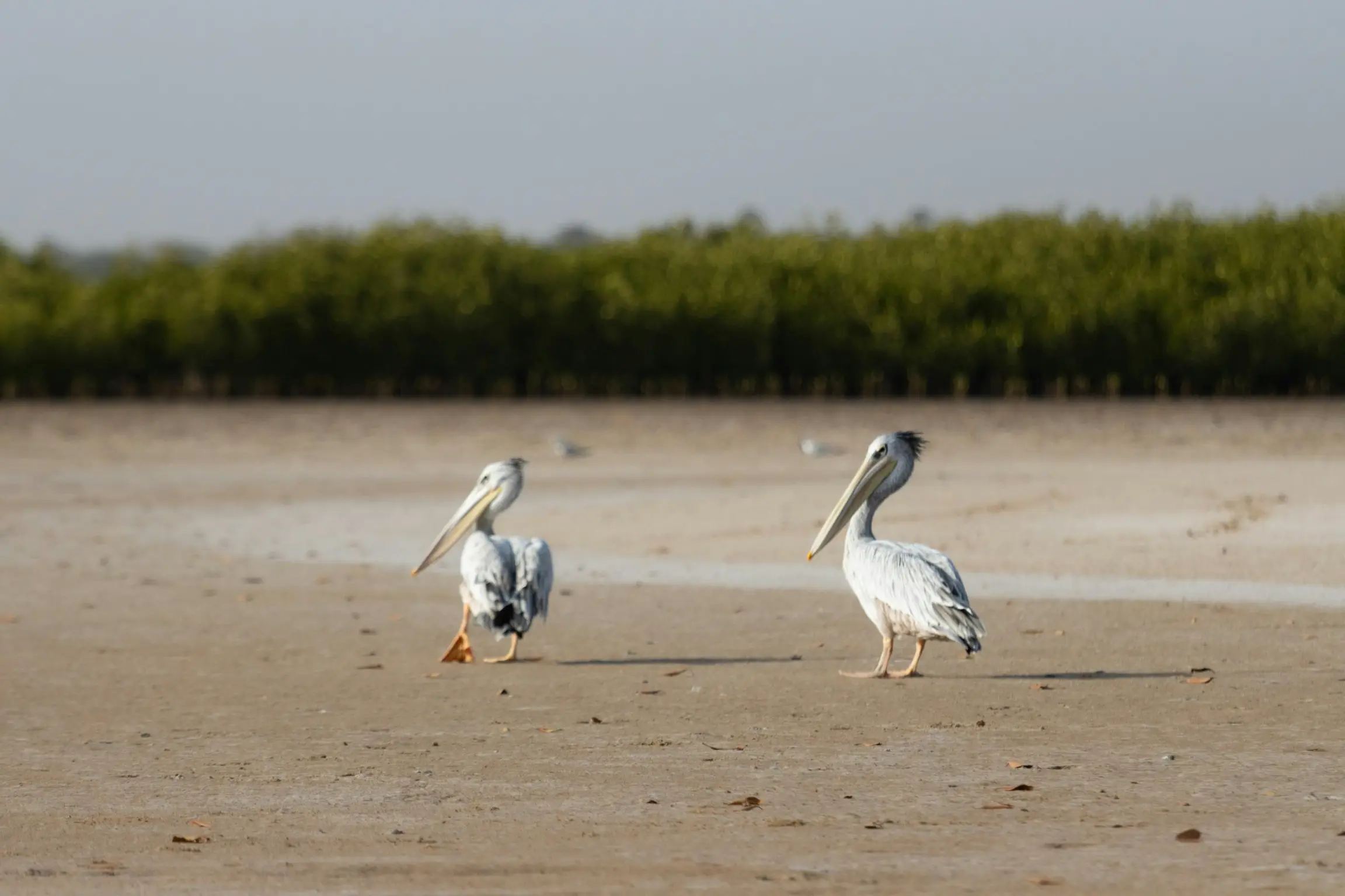 Pelícanos en la Laguna de Somone (Senegal)