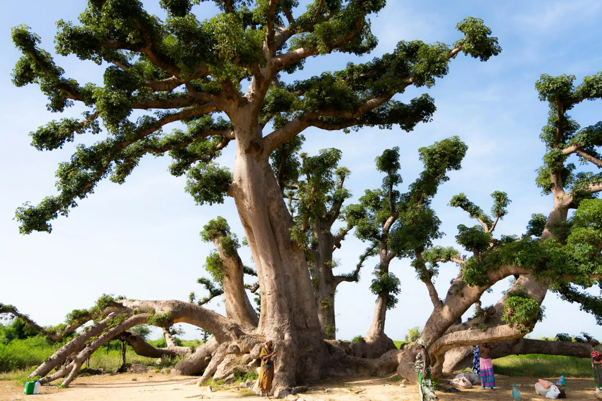 Gran baobab sagrado en Senegal