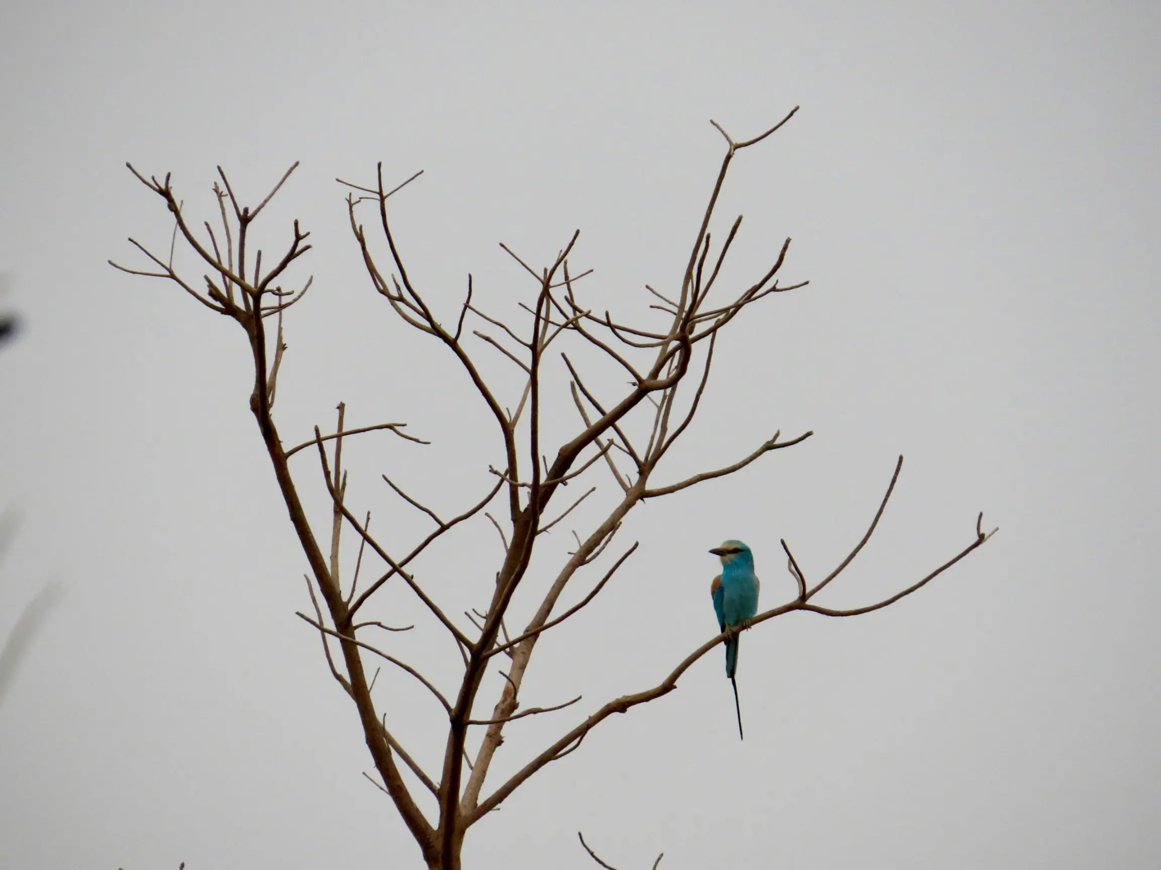 Pájaro en la laguna de Somone